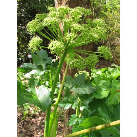 Angelica archangelica