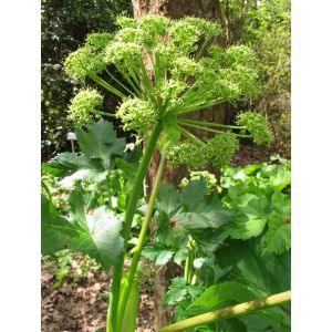 Angelica archangelica