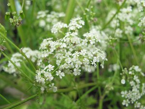 Anthriscus sylvestris