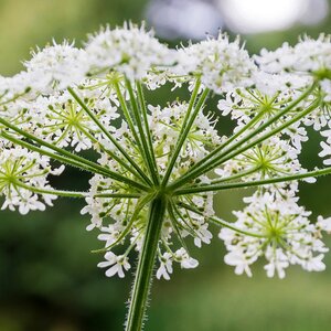 Anthriscus sylvestris