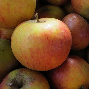 Apple 'Cox's Orange Pippin'