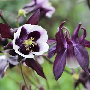 Aquilegia William Guiness