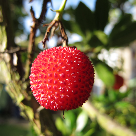 Arbutus unedo