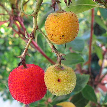 Arbutus unedo