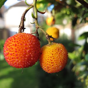 Arbutus unedo