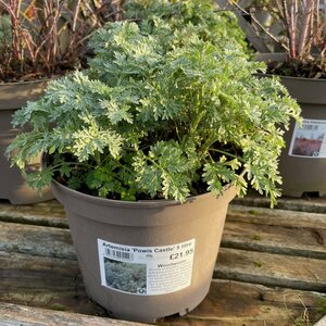 Artemisia 'Powis Castle'