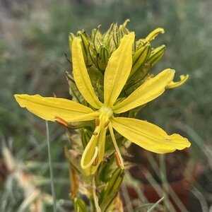 Asphodeline lutea