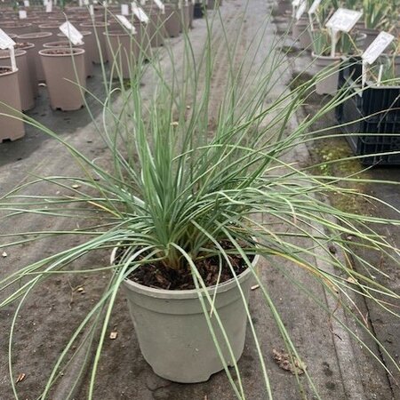 Asphodeline lutea 