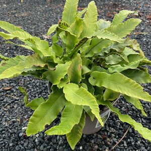 Asplenium scolopendrium