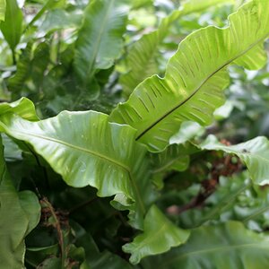 Asplenium scolopendrium