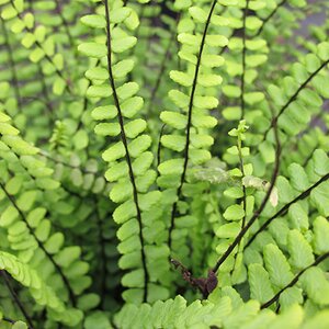 Asplenium trichomanes