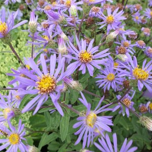 Aster radula 'August Sky' (Eurybia)