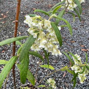 Asterotrichion discolor