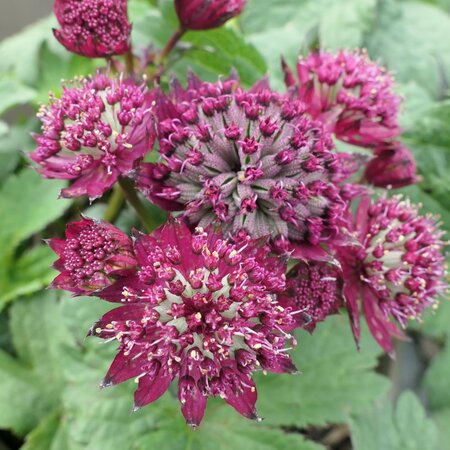 Astrantia 'Burgundy Manor'