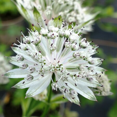 Astrantia major 'Shaggy'