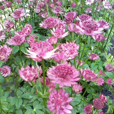 Astrantia Roma