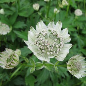 Astrantia 'Snowstar' PBR