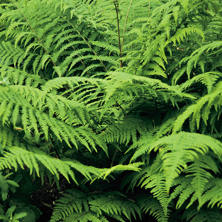 Athyrium filix femina