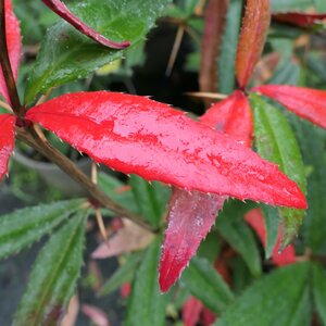 Berberis sargentiana