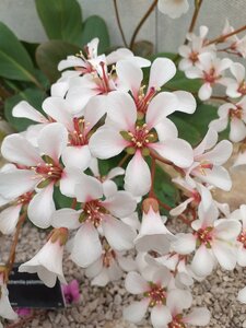 Bergenia emeiensis