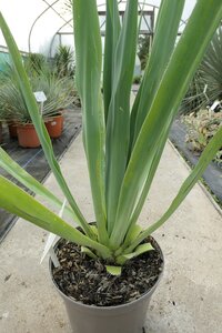 Beschorneria yuccoides 'Quicksilver' 7.5litre