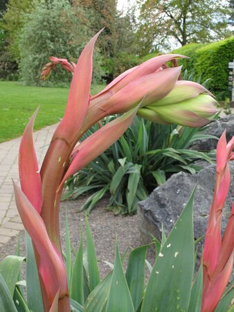 Beschorneria yuccoides 'Quicksilver'