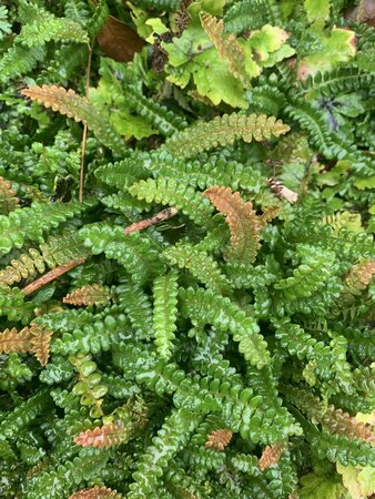 Blechnum penna marina