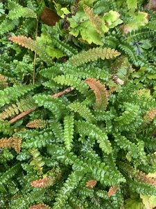 Blechnum penna marina