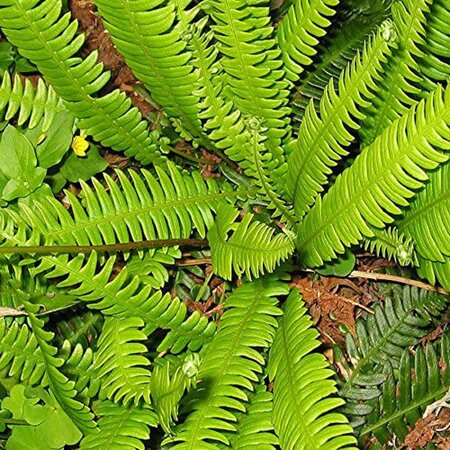 Blechnum spicant