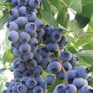 Blueberry 'Goldtraube'