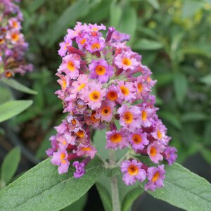 Buddleja 'Flower Power'