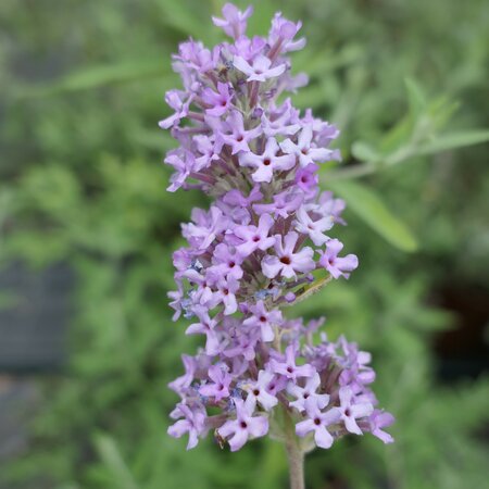 Buddleja × pikei 'Hever'