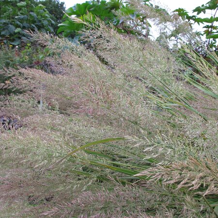 Calamagrostis brachytricha