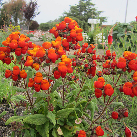 Calceolaria Kentish Hero