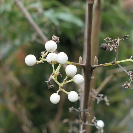 Callicarpa japonica 'Leucocarpa'