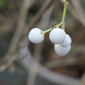 Callicarpa japonica 'Leucocarpa'