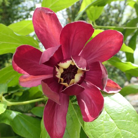 Calycanthus Aphrodite