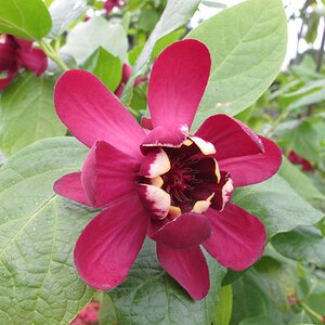 Calycanthus Aphrodite