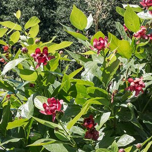 Calycanthus Aphrodite