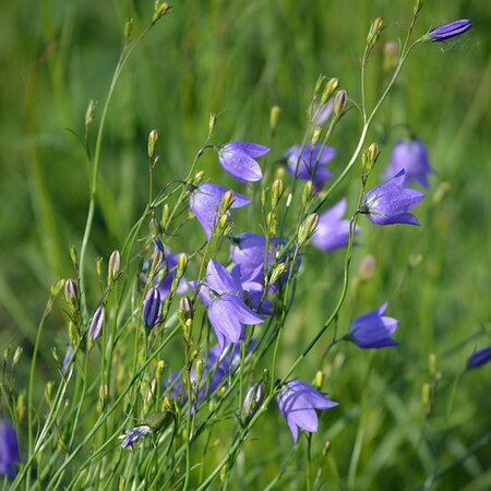 Campanula rotundifolia