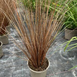 Carex buchananii 'Firefox'