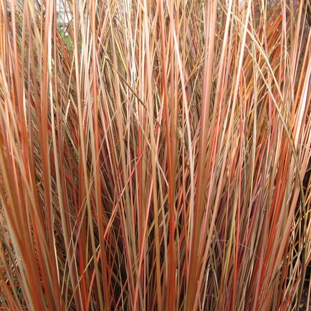 Carex buchananii 'Firefox'