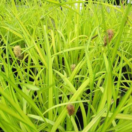 Carex elata 'Aurea'