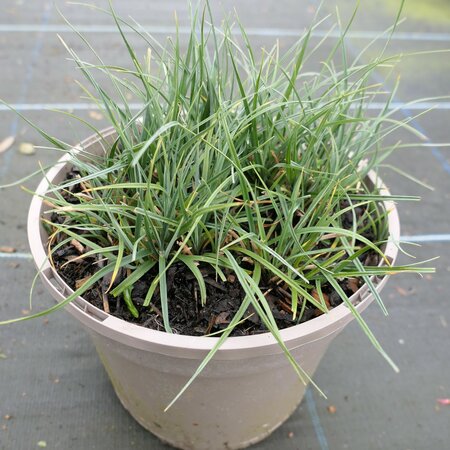 Carex flacca