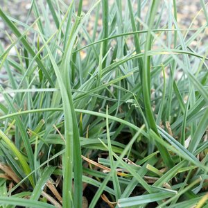 Carex flacca