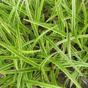 Carex 'Ice Dance' - image 1