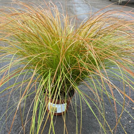 Carex testacea