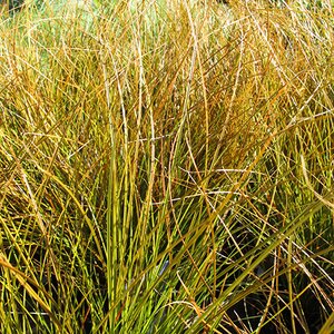 Carex testacea