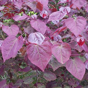 Cercis canadensis 'Forest Pansy'