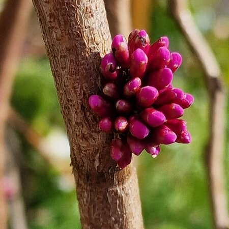 Cercis Avondale